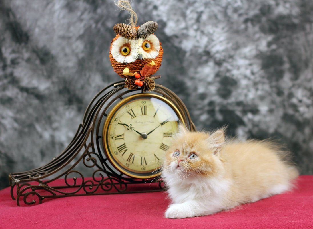 Great Mews Cattery
