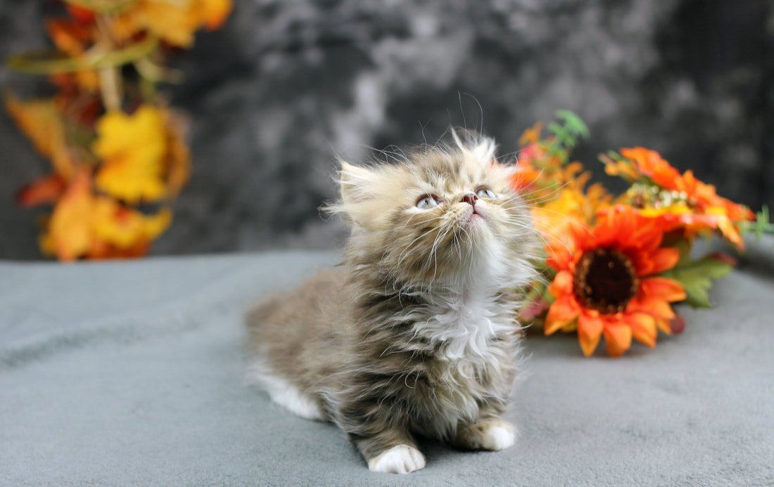 Great Mews Cattery