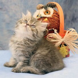 Great Mews Cattery