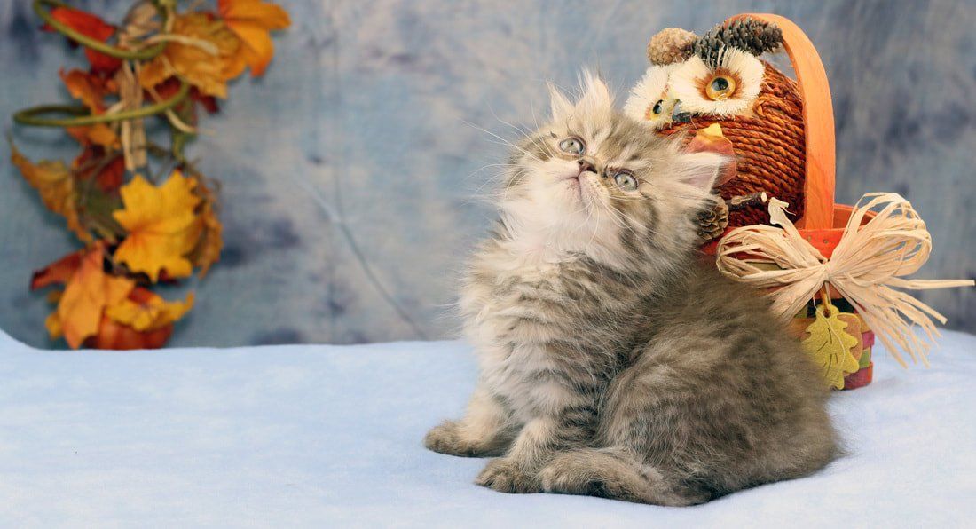 Great Mews Cattery