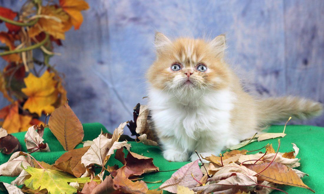 Great Mews Cattery