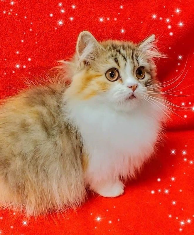 Great Mews Cattery