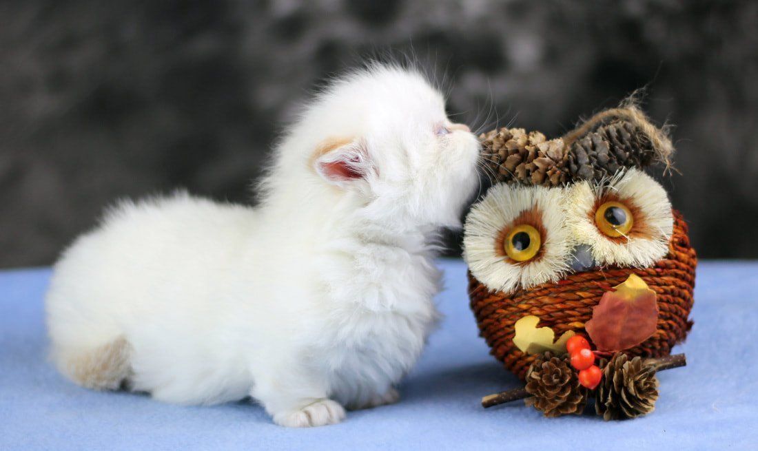 Great Mews Cattery