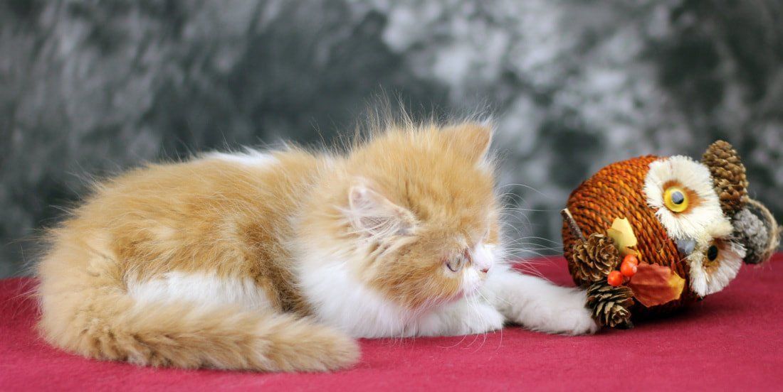 Great Mews Cattery