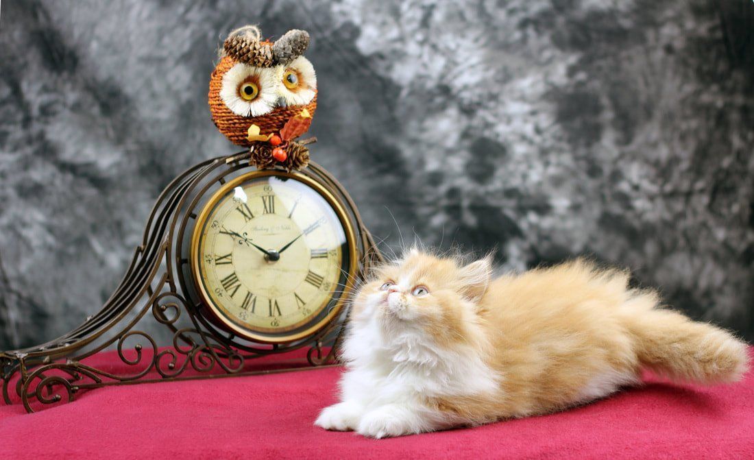 Great Mews Cattery
