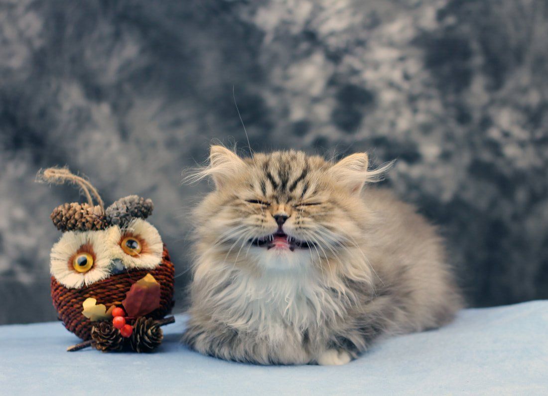 Great Mews Cattery