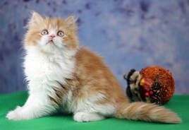 Great Mews Cattery