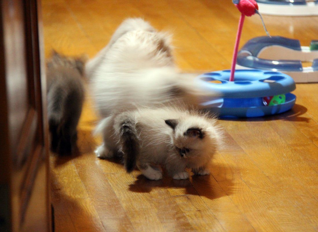 Great Mews Cattery