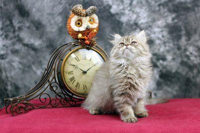 Great Mews Cattery
