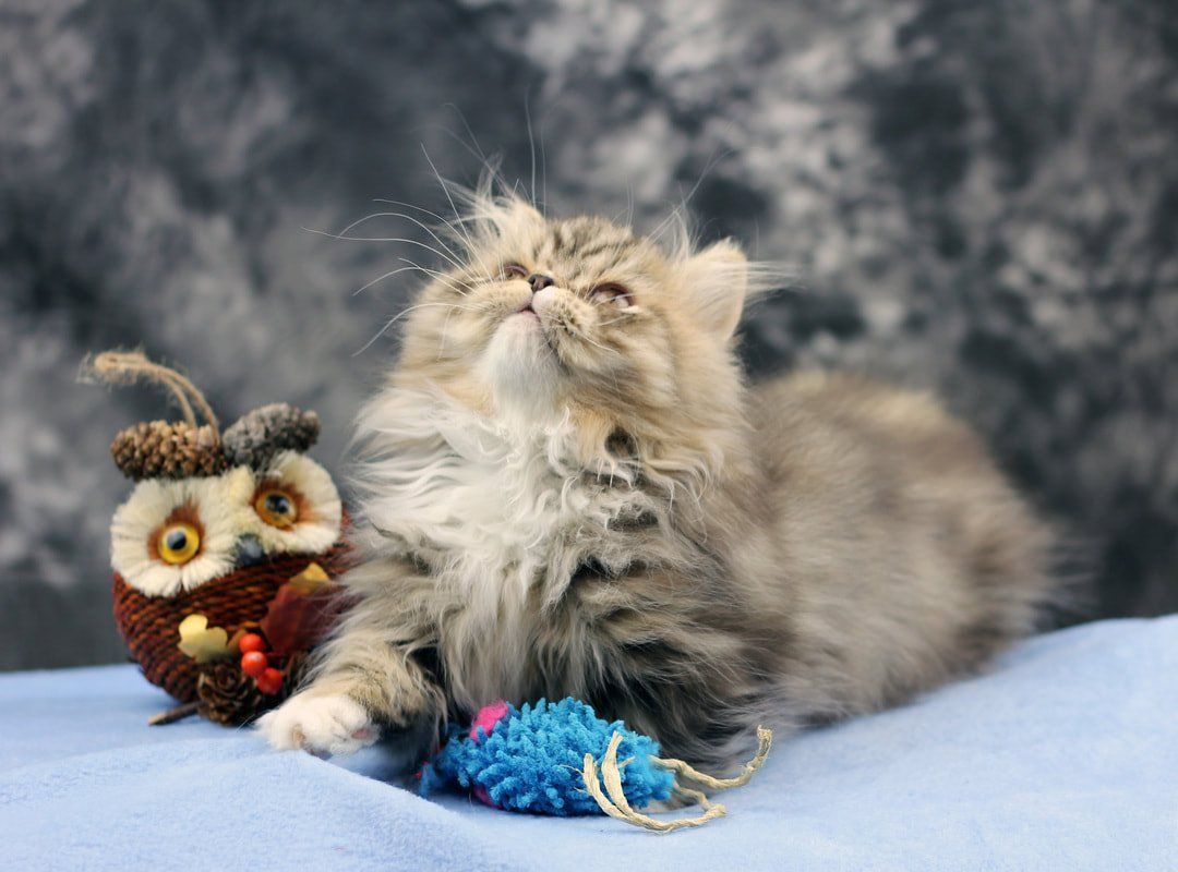Great Mews Cattery
