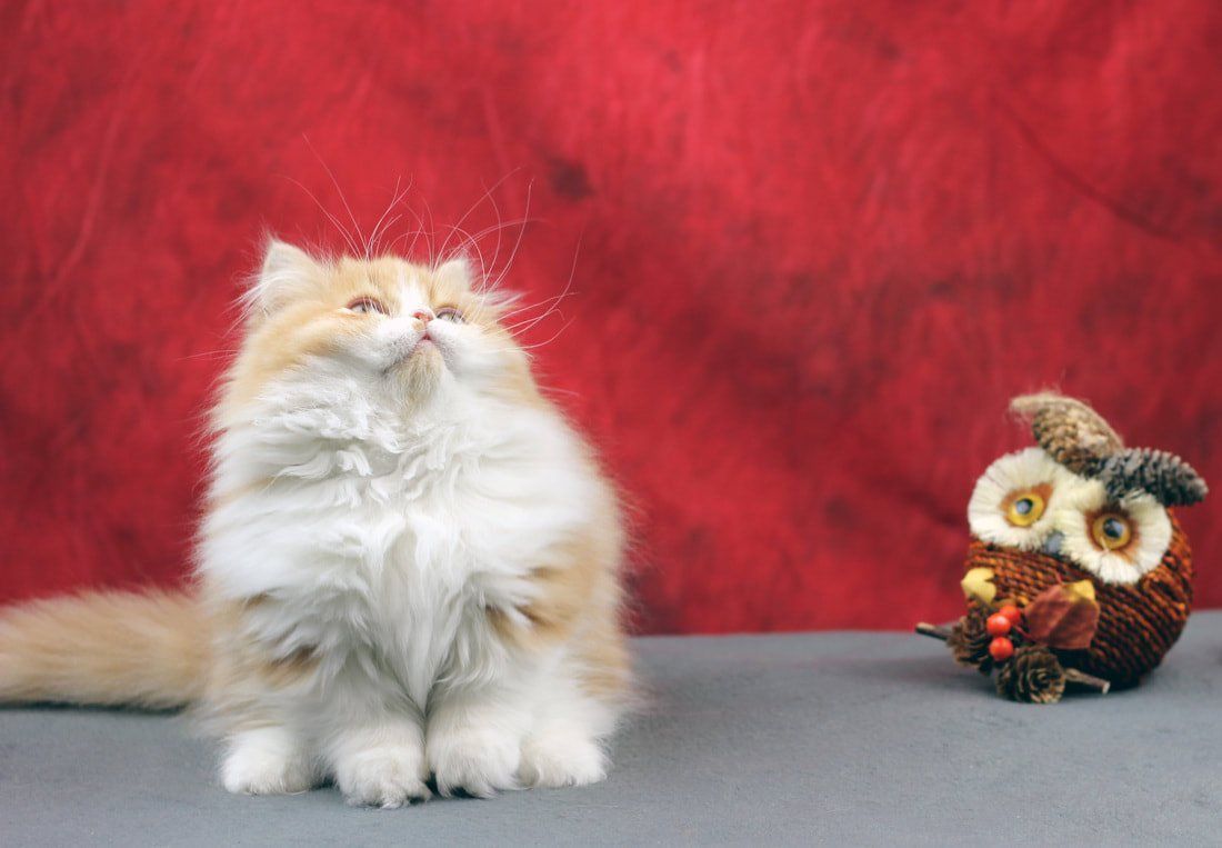 Great Mews Cattery