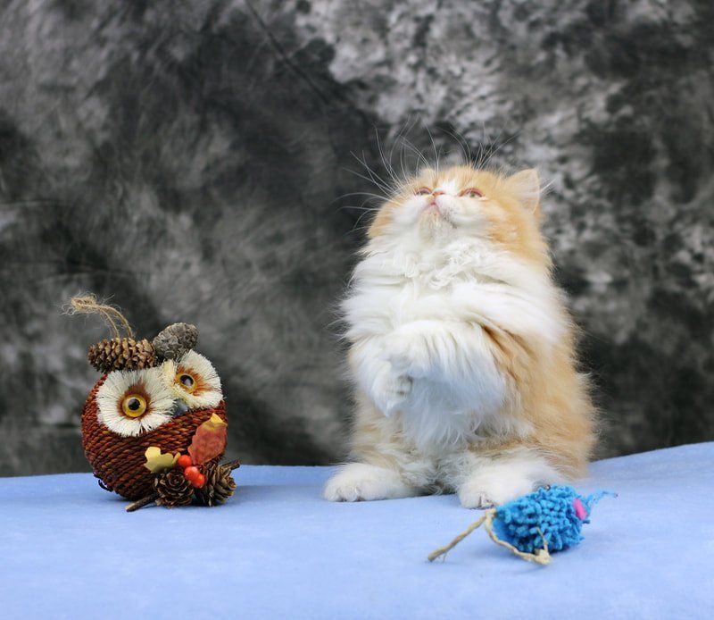 Great Mews Cattery