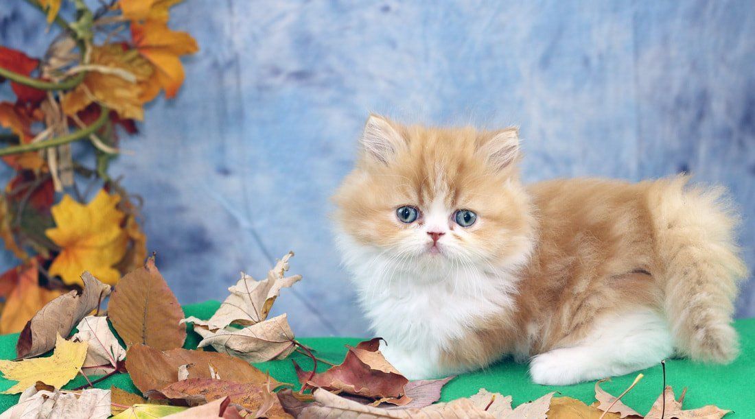 Great Mews Cattery