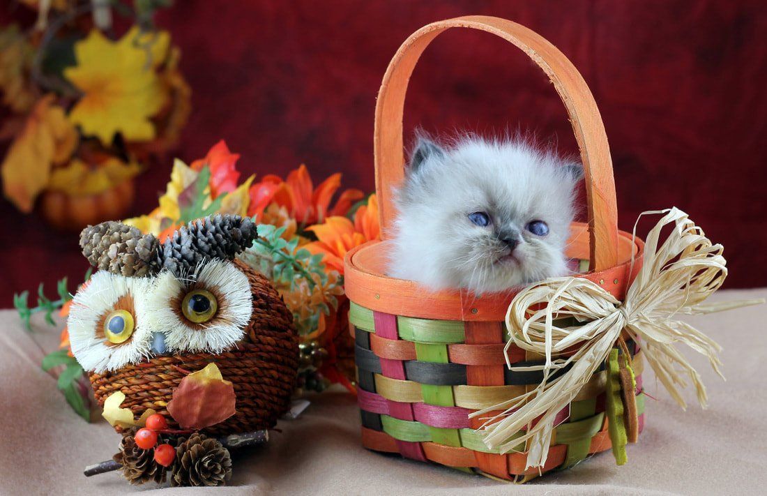 Great Mews Cattery
