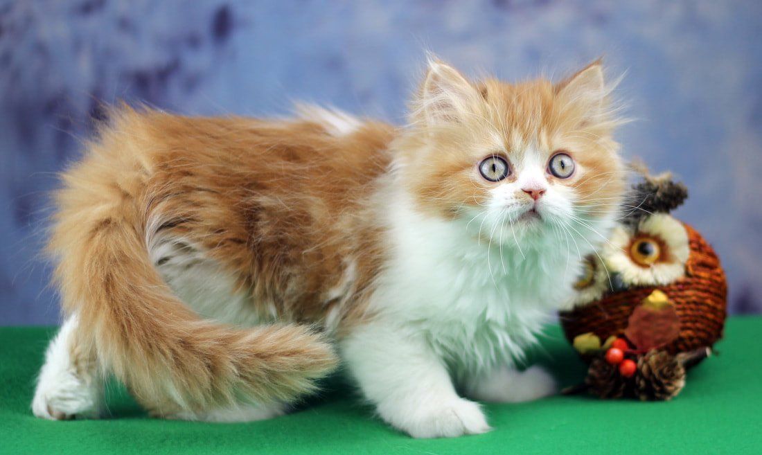 Great Mews Cattery