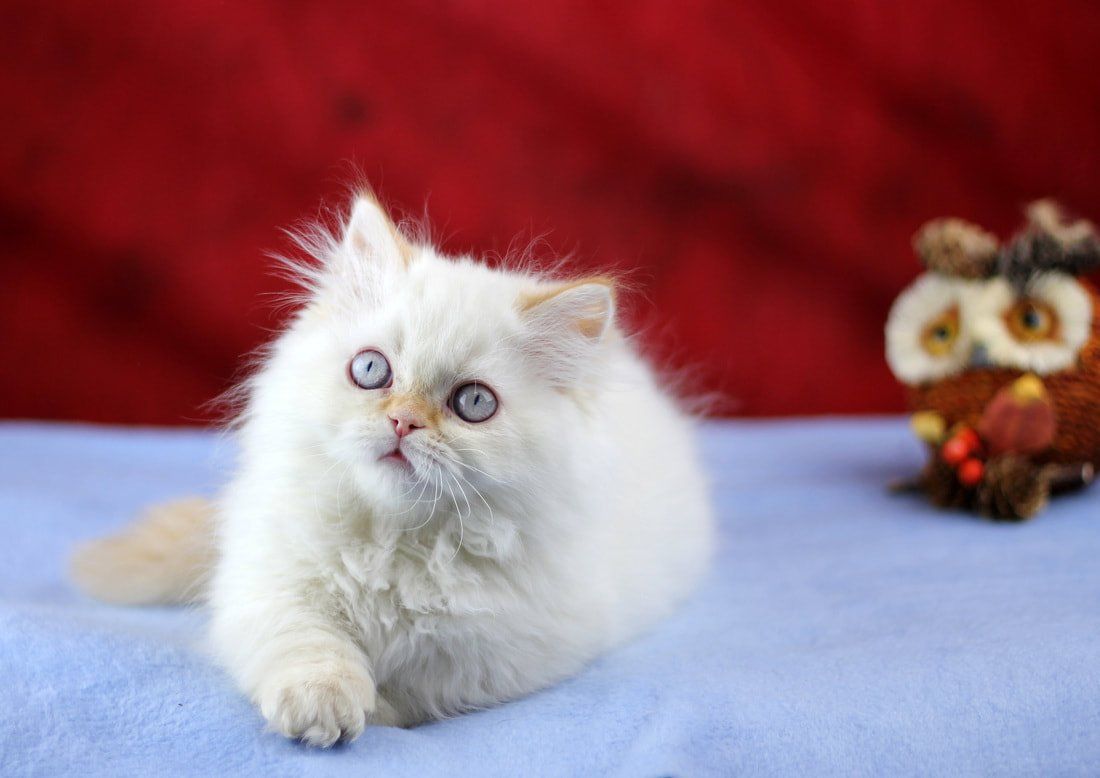 Great Mews Cattery