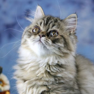 Great Mews Cattery