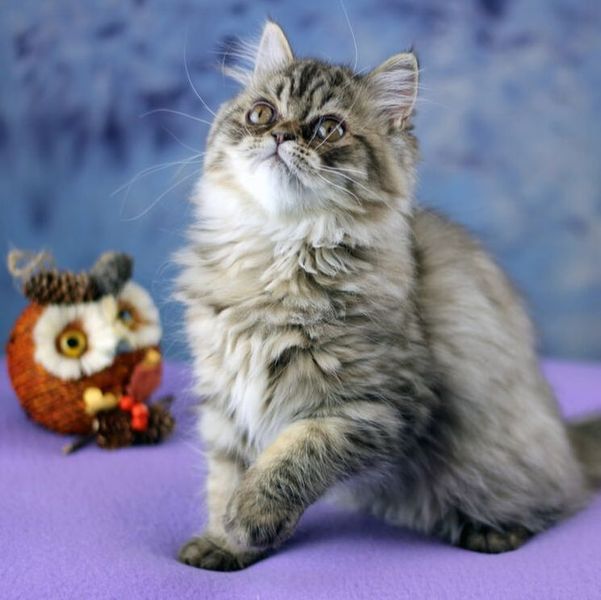 Great Mews Cattery