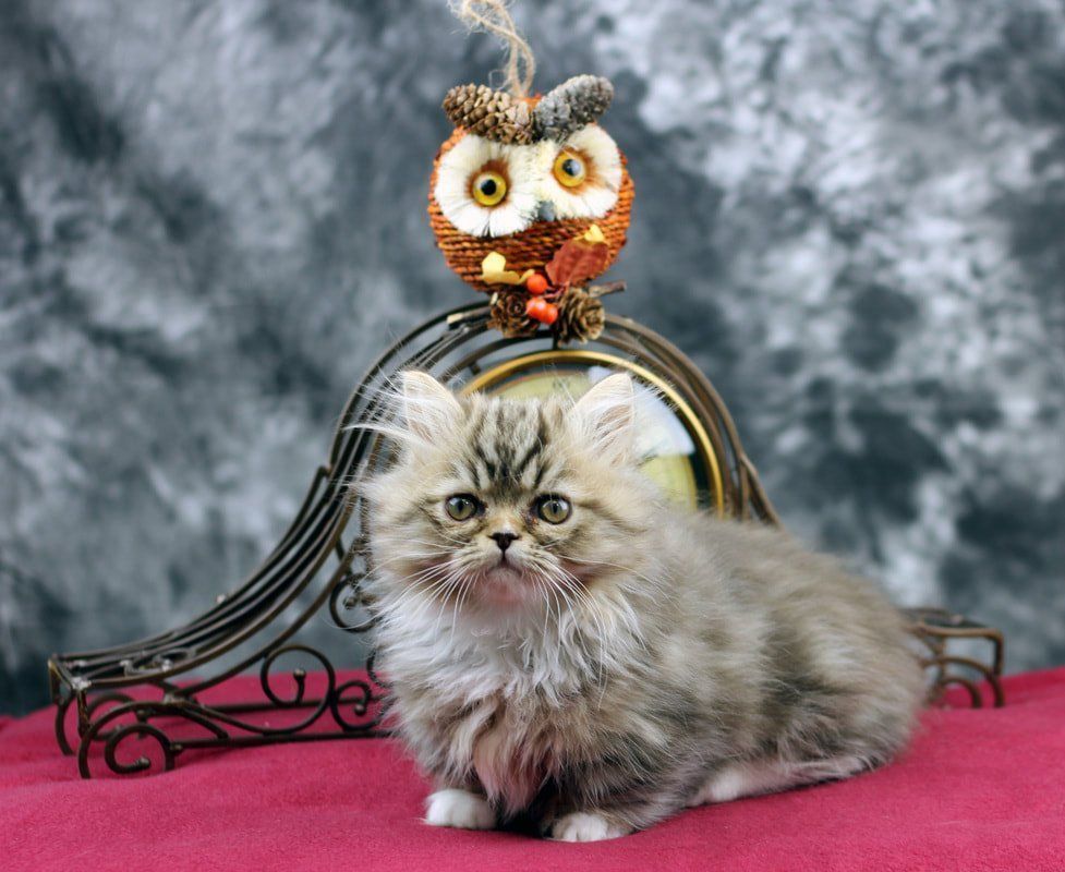 Great Mews Cattery