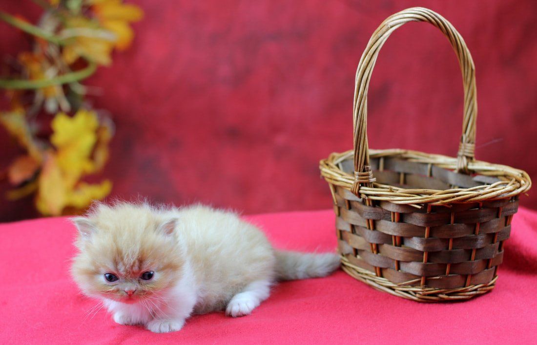 Great Mews Cattery