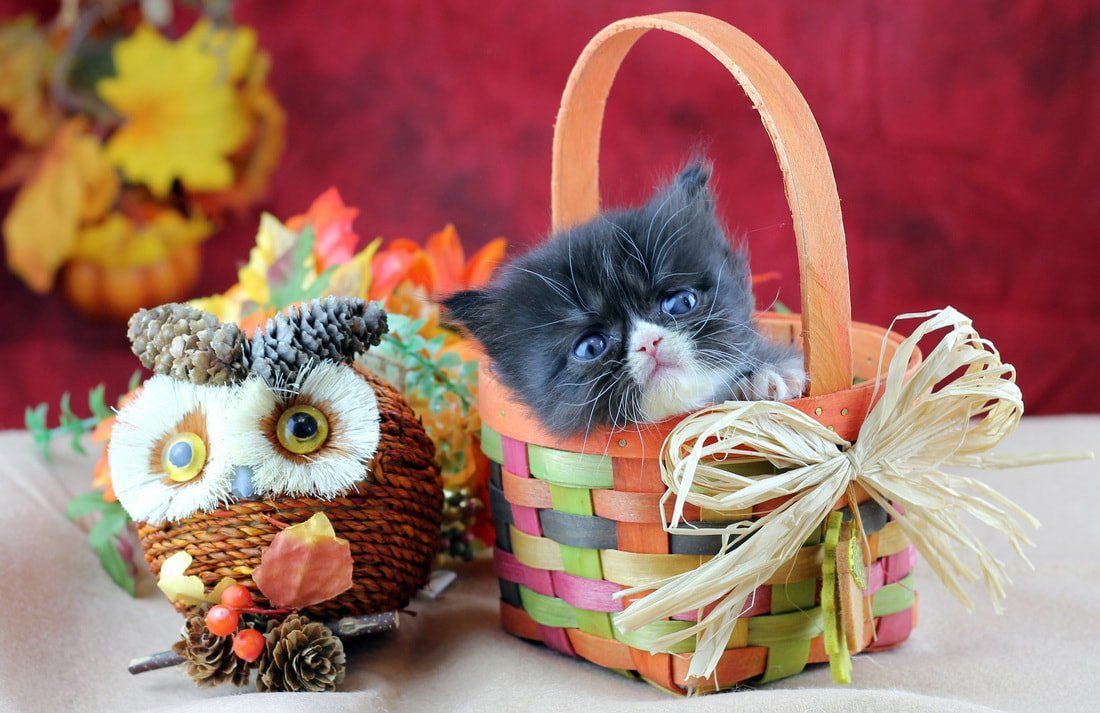Great Mews Cattery