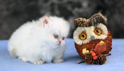 Great Mews Cattery