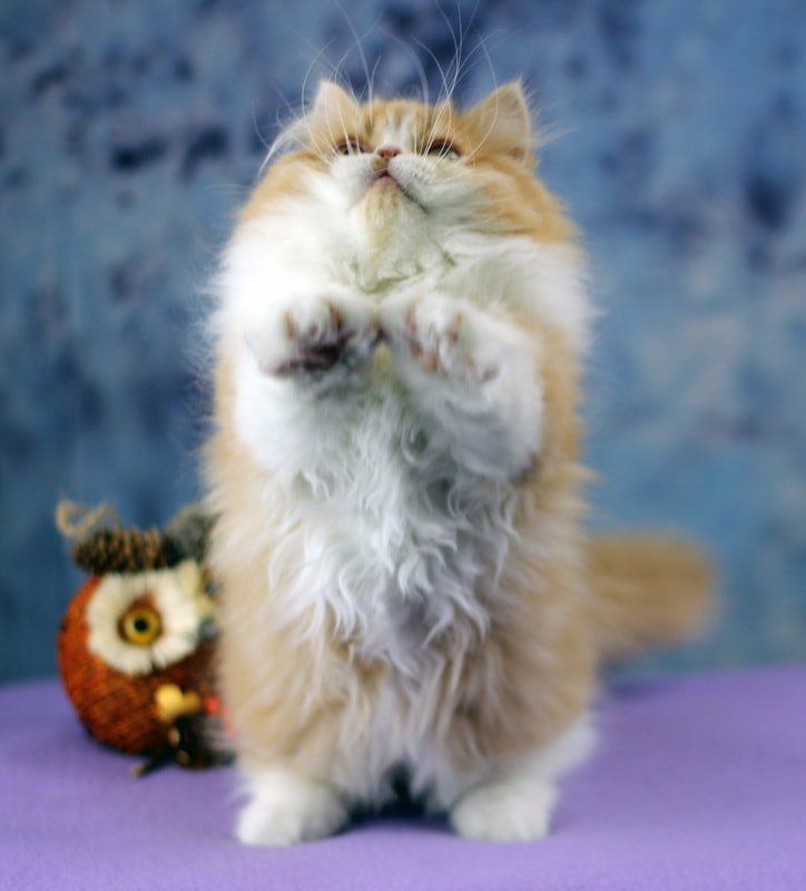 Great Mews Cattery