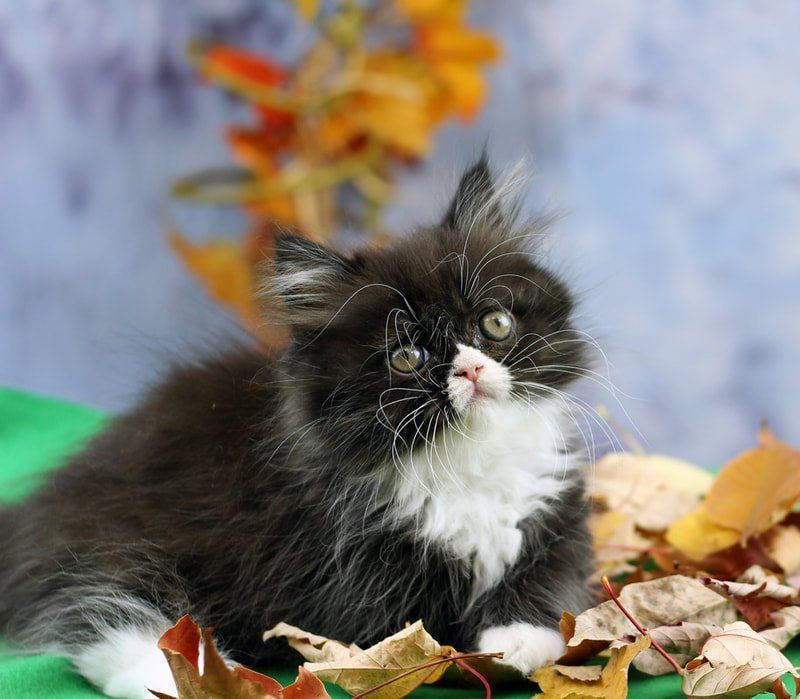 Great Mews Cattery