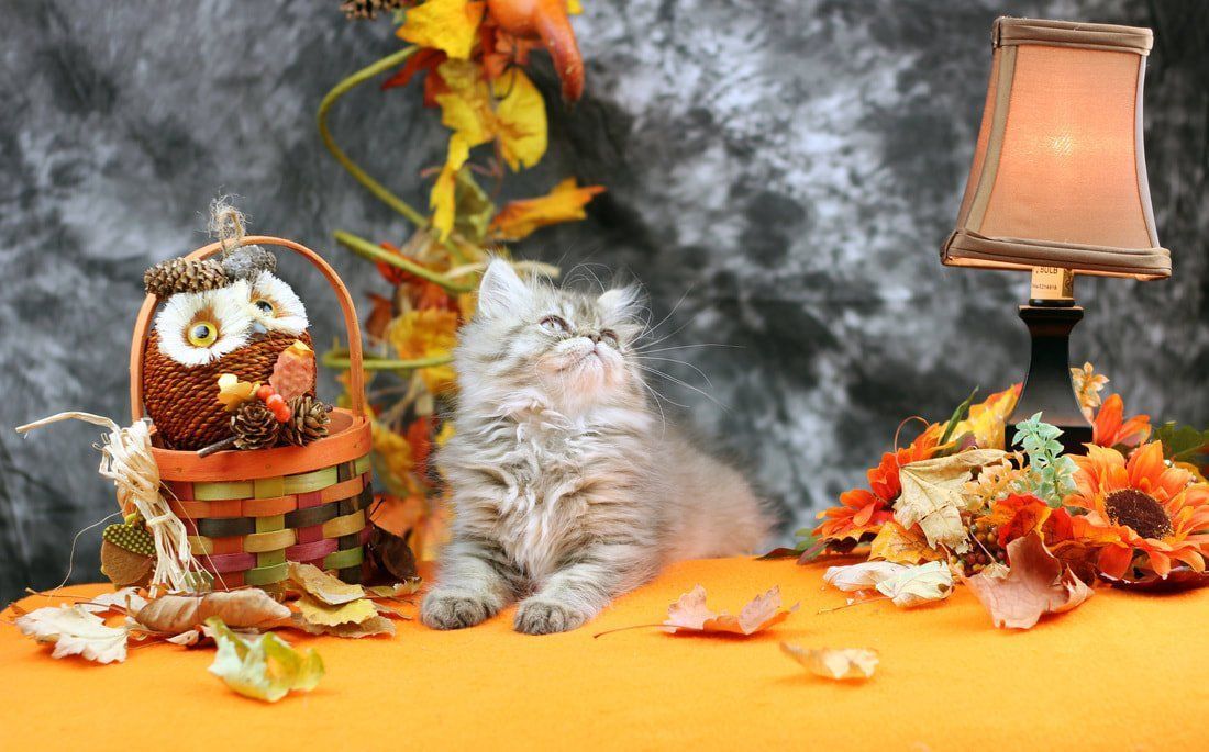 Great Mews Cattery