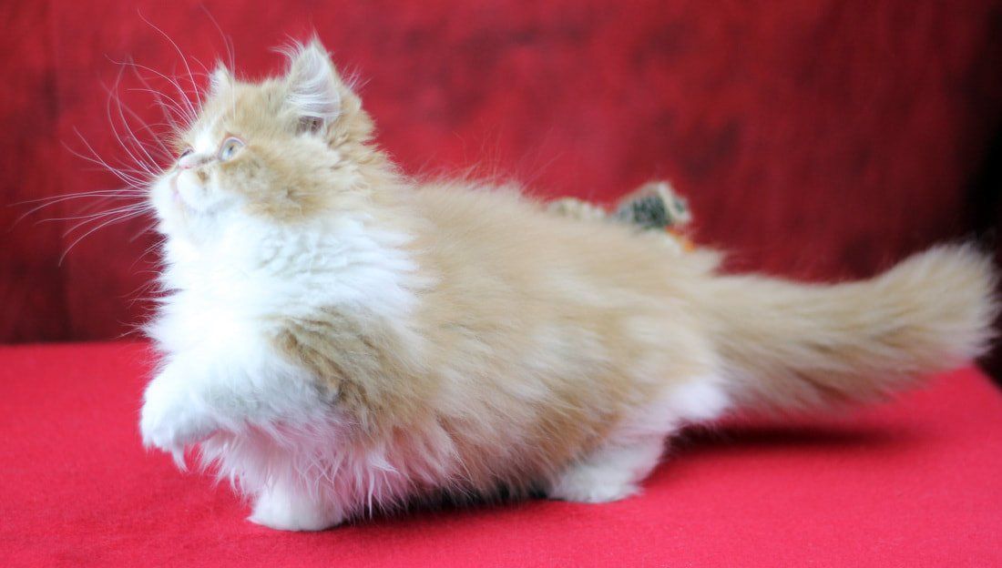 Great Mews Cattery