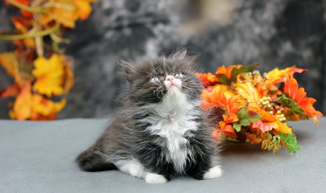 Great Mews Cattery