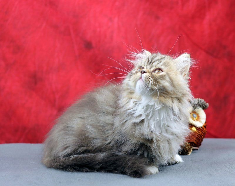 Great Mews Cattery