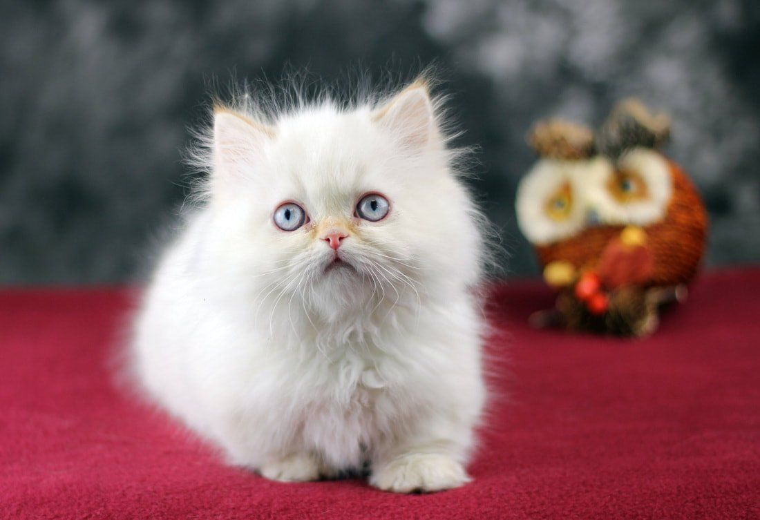Great Mews Cattery