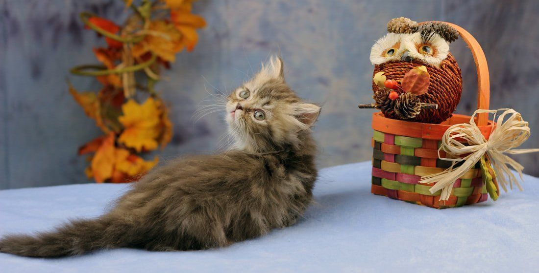 Great Mews Cattery
