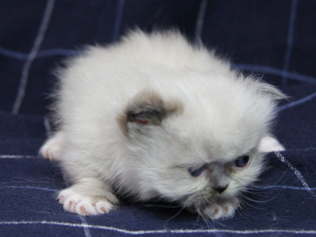 Great Mews Cattery