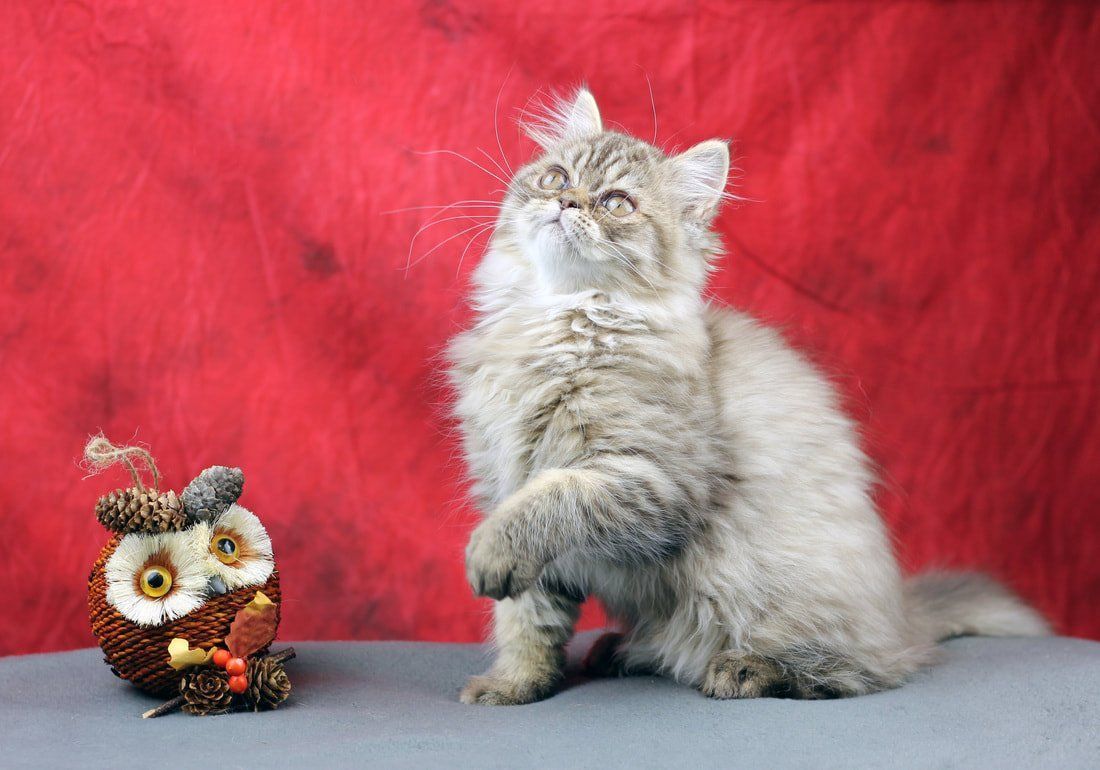 Great Mews Cattery