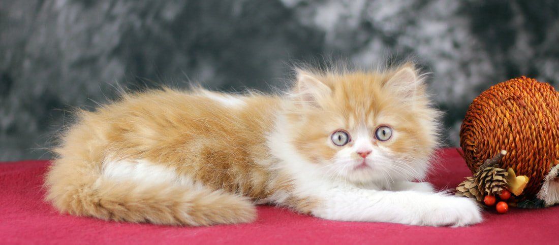 Great Mews Cattery