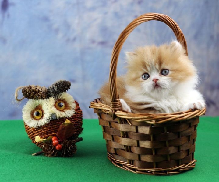 Great Mews Cattery