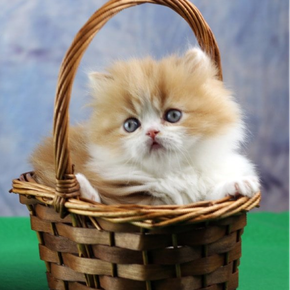 Great Mews Cattery