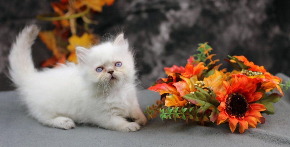 Great Mews Cattery