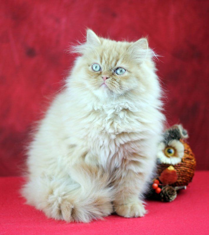 Great Mews Cattery
