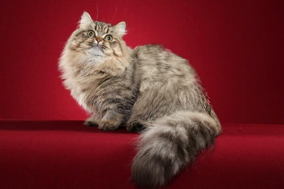 Great Mews Cattery