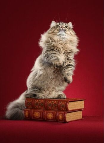 Great Mews Cattery