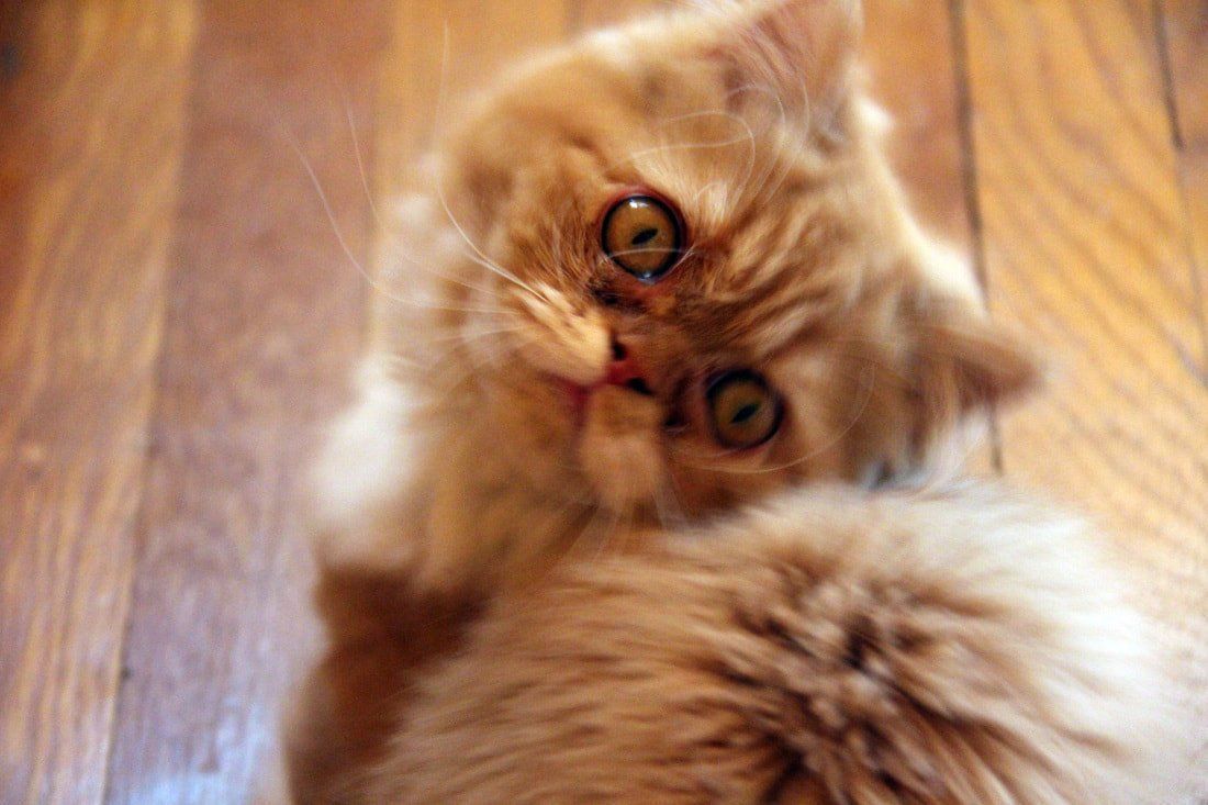 Great Mews Cattery