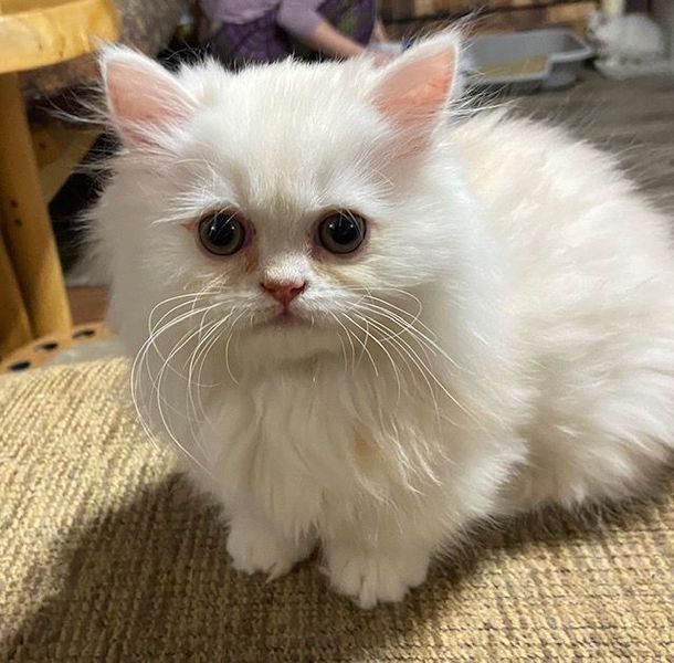 Great Mews Caleb
