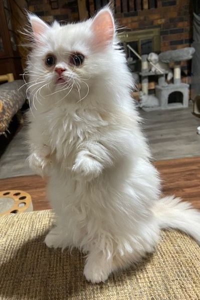 Great Mews Caleb