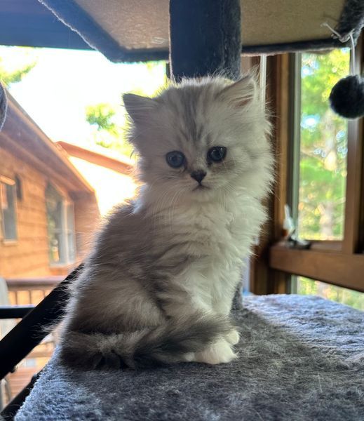 Great Mews Cattery