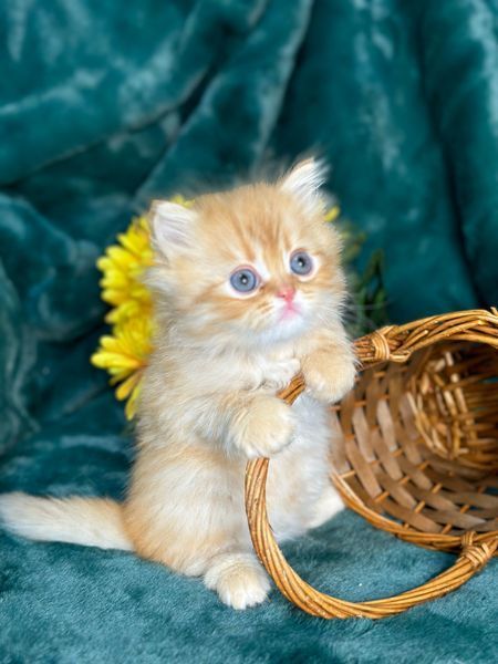 Great Mews Cattery