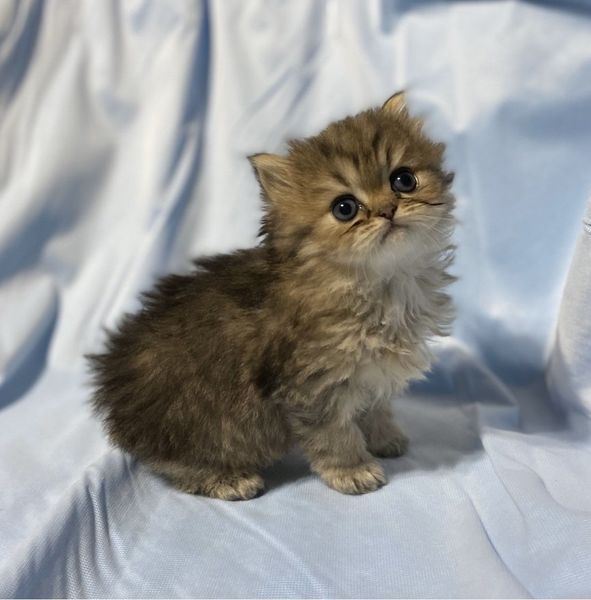 Great Mews Nala