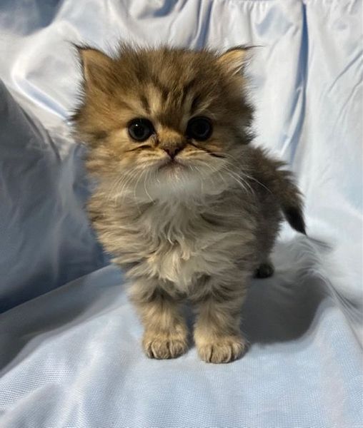 Great Mews Nala